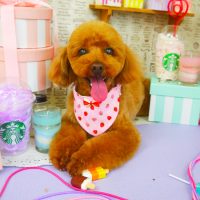 【山手店】2019年4月25日のワンちゃん達♪