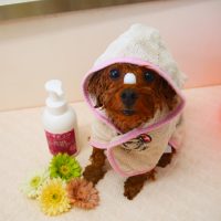 【山手店】2019年4月26日のワンちゃん達♪