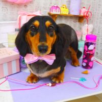 【山手店】2019年4月27日のワンちゃん達♪