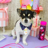 【山手店】2019年4月28日のワンちゃん達♪