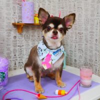 【山手店】2019年4月29日のワンちゃん達♪