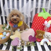 【池下店】2019年4月1日のワンちゃん達♪