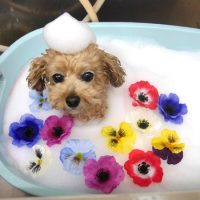 【池下店】2019年4月4日のワンちゃん達♪