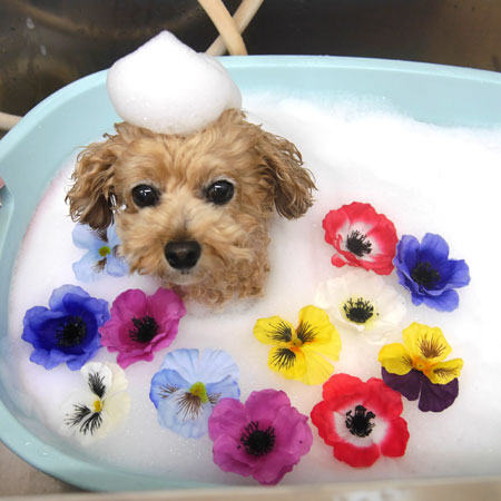 【池下店】2019年4月4日のワンちゃん達♪