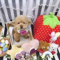 【池下店】2019年4月5日のワンちゃん達♪