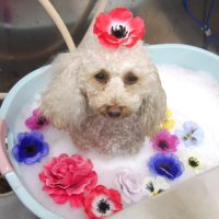 【池下店】2019年4月6日のワンちゃん達♪