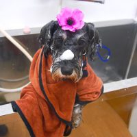 【池下店】2019年4月7日のワンちゃん達♪