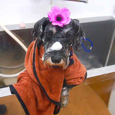 【池下店】2019年4月7日のワンちゃん達♪