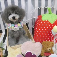 【池下店】2019年4月8日のワンちゃん達♪