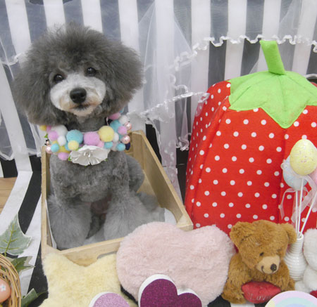 【池下店】2019年4月8日のワンちゃん達♪