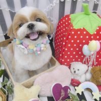 【池下店】2019年4月10日のワンちゃん達♪