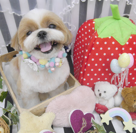 【池下店】2019年4月10日のワンちゃん達♪