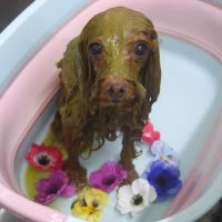 【池下店】2019年4月11日のワンちゃん達♪