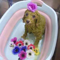 【池下店】2019年4月13日のワンちゃん達♪