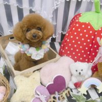 【池下店】2019年4月14日のワンちゃん達♪