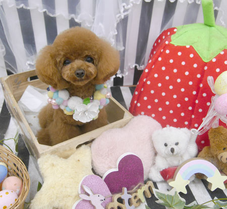 【池下店】2019年4月14日のワンちゃん達♪