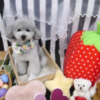 【池下店】2019年4月15日のワンちゃん達♪