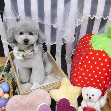 【池下店】2019年4月15日のワンちゃん達♪