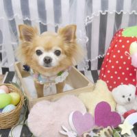 【池下店】2019年4月19日のワンちゃん達♪