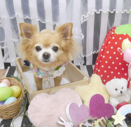 【池下店】2019年4月19日のワンちゃん達♪