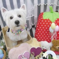 【池下店】2019年4月20日のワンちゃん達♪