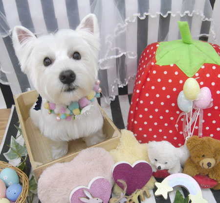 【池下店】2019年4月20日のワンちゃん達♪