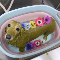 【池下店】2019年4月22日のワンちゃん達♪