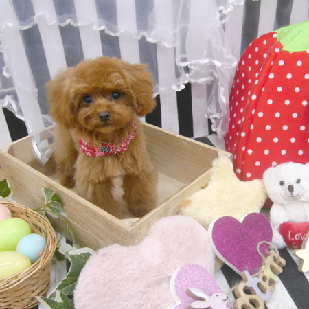 【池下店】2019年4月24日のワンちゃん達♪