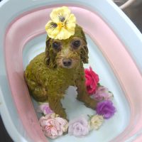 【池下店】2019年4月25日のワンちゃん達♪