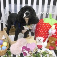 【池下店】2019年4月26日のワンちゃん達♪