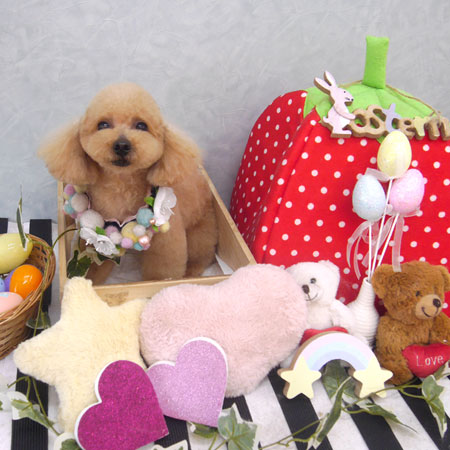 【池下店】2019年4月27日のワンちゃん達♪