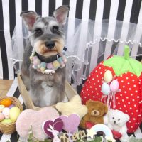 【池下店】2019年4月28日のワンちゃん達♪