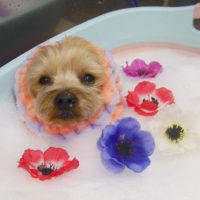 【池下店】2019年4月29日のワンちゃん達♪