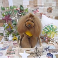 【池下店】2019年5月2日のワンちゃん達♪