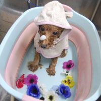 【池下店】2019年5月3日のワンちゃん達♪