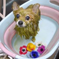 【池下店】2019年5月9日のワンちゃん達♪