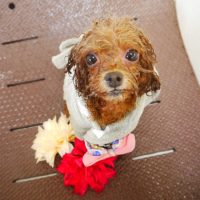 【本店】2019年5月1日のワンちゃん達♪