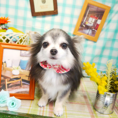 【本店】2019年5月2日のワンちゃん達♪