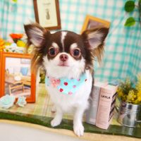 【本店】2019年5月3日のワンちゃん達♪