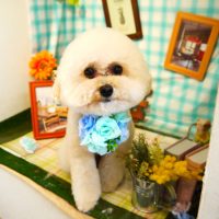 【本店】2019年5月4日のワンちゃん達♪