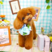 【本店】2019年5月9日のワンちゃん達♪