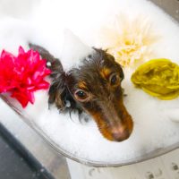 【本店】2019年5月10日のワンちゃん達♪