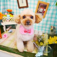 【本店】2019年5月11日のワンちゃん達♪