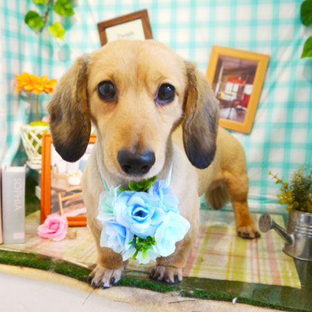 【本店】2019年5月12日のワンちゃん達♪