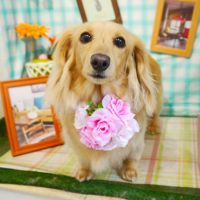 【本店】2019年5月13日のワンちゃん達♪