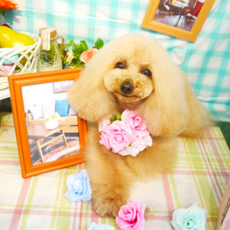 【本店】2019年5月15日のワンちゃん達♪