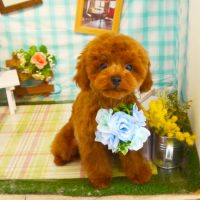 【本店】2019年5月16日のワンちゃん達♪