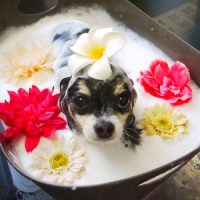 【本店】2019年5月17日のワンちゃん達♪