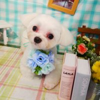 【本店】2019年5月18日のワンちゃん達♪