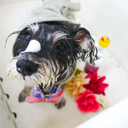 【本店】2019年5月19日のワンちゃん達♪